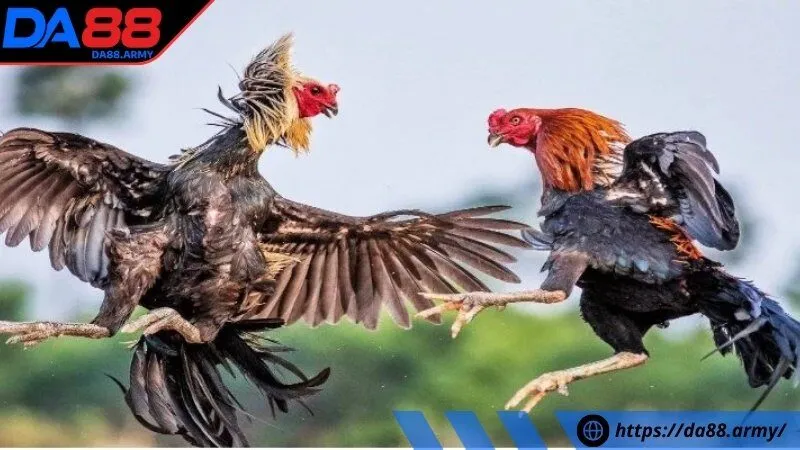 Quy tắc quan trọng khi tham gia gà đá cựa sắt