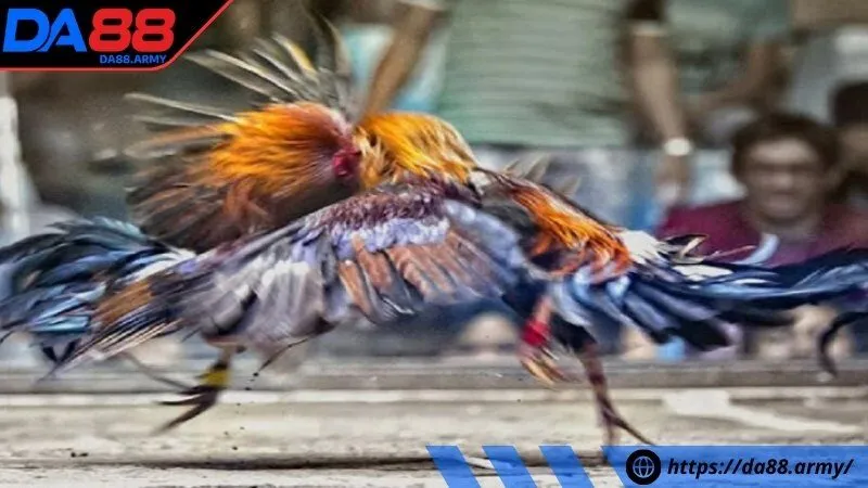 Tổng quan cách cá cược gà chọi tai DA88