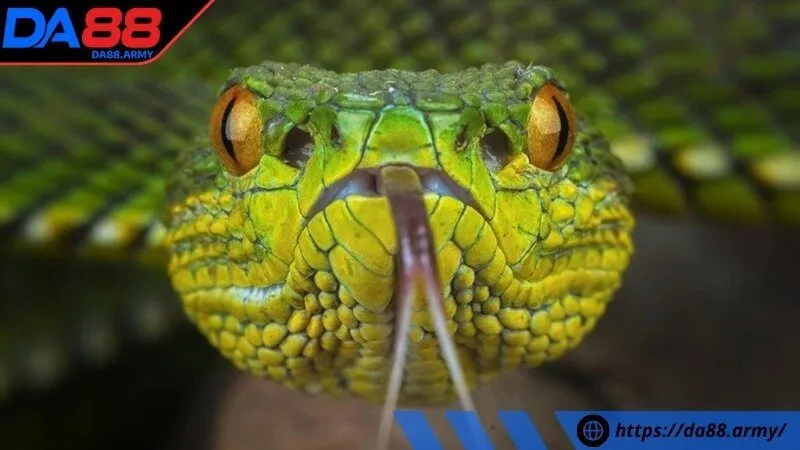 Ý nghĩa việc giải mã giấc mơ