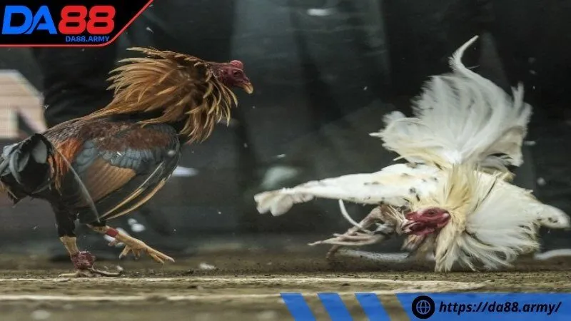 Phân bổ vốn khôn ngoan, tâm lý vững vàng